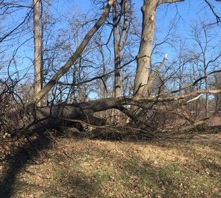 albero caduto albero caduto