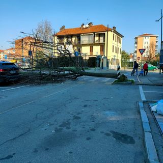albero caduto a Grugliasco
