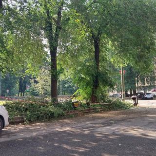 Maltempo, Deri: &quot;Un altro albero di corso Belgio caduto. Il progetto di riqualificazione per evitare questi episodi&quot;. Gli ambientalisti: &quot;Falso&quot;