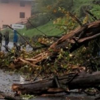 Rinvio a giudizio per l'omicidio colposo dei pensionati di Villarbasse travolti da un castagno