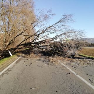 albero crollato moncalieri