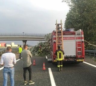 Maltempo, albero cade sulla Torino-Savona all'altezza di Cervere: traffico bloccato fino alle 20.30