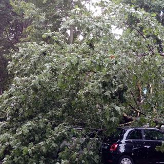 Nubifragio su Torino, in corso gli interventi per riparare i danni causati dalla caduta degli alberi