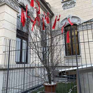 albero senza vita