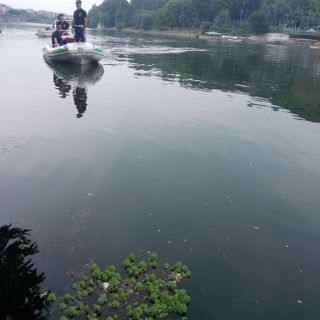 Alghe nel Po: stamattina è scattata l'eradicazione del Myriophillium