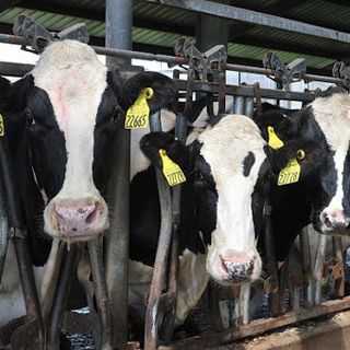 Confagricoltura: &quot;La filiera agroalimentare piemontese lavora a pieno ritmo&quot;