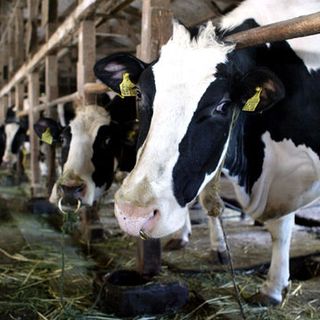 Coldiretti Piemonte: &quot;Peste suina dalla Cina: urgente obbligo di etichettatura per salumi e trasformati&quot;