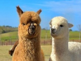 La prima fattoria di Alpaca di Torino ha bisogno di fondi: parte il crowdfunding per sostenere la crescita della struttura