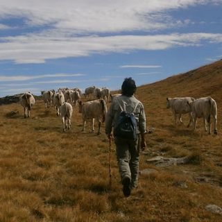 &quot;La siccità sta mettendo in ginocchio i margari piemontesi&quot;