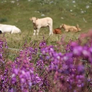Alpeggi affittati e mai usati per ricevere premi UE: denunciati due imprenditori agricoli