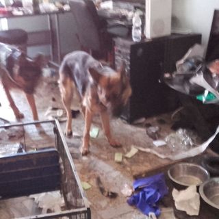 Torino, cani abbandonati al sole su un balcone: nei guai coppia per maltrattamenti