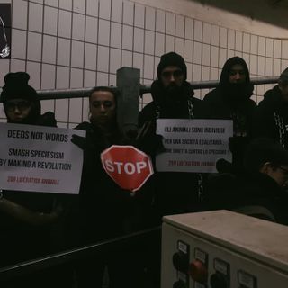 Foto tratta dalla pagina Facebook di 269 Liberation Animale