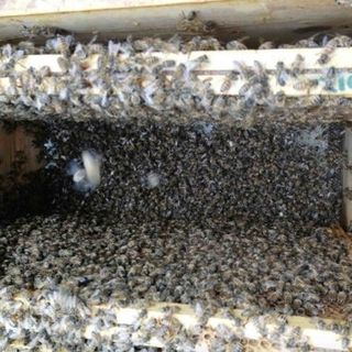 Sono già un 5% le api morte per il maltempo di maggio che, impedendo la raccolta del nettare, non ha consentito loro di nutrirsi (FOTO)