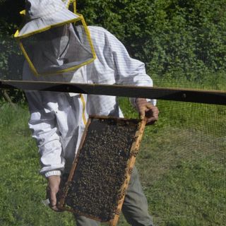Apicoltura, via libera dalla terza Commissione al nuovo regolamento