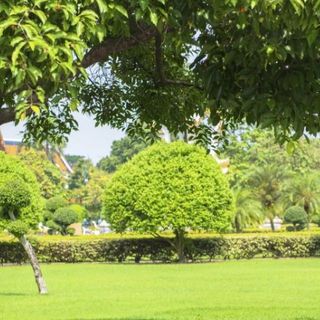 area verde