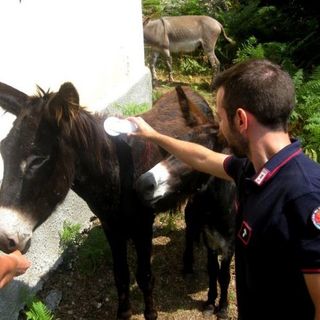 Asina ferita e denutrita, denunciata la titolare di un'azienda agricola torinese