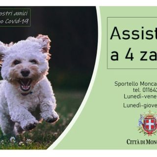 Aiutare gli animali delle persone positive al Covid: Moncalieri apre l'assistenza a 4 zampe