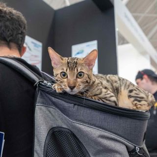 Quattrozampeinfiera torna a Torino: due giorni di eventi per gli amanti di cani e gatti