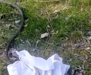 biacco liberato dal canc di grugliasco