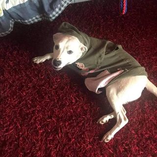 cane con tre zampe sdraiato a terra