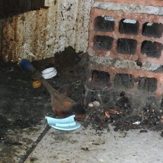 Blatte in una gastronomia abusiva a San Salvario: multa da 25mila euro e locale chiuso