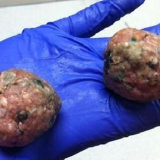 Polpette avvelenate contro gli animali: la Città Metropolitana mette un campo un’unità cinofila addestrata a riconoscerle