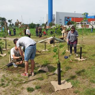 Cresce a Torino il boschetto sotto l'inceneritore: piantate oggi altre centinaia di alberi (FOTO)