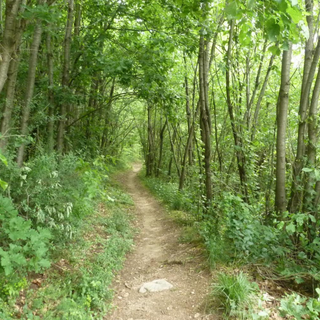 sentiero nel bosco