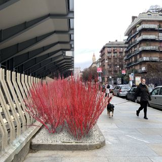 alberi
