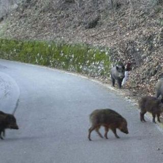 Cinghiale a spasso per San Salvario, abbattuto dai Carabinieri