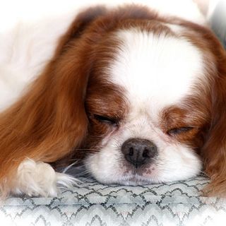 Torino: rubano in villa e portano via anche il cucciolo di cane, ritrovato in un canile