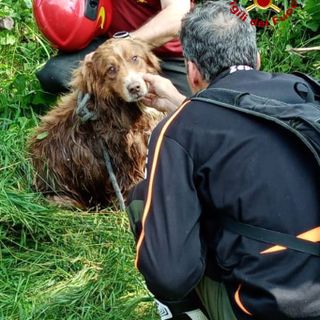 Almese, i vigili del fuoco salvano un cane caduto nel canale