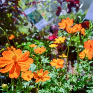 Flor Estate torna a Bardonecchia