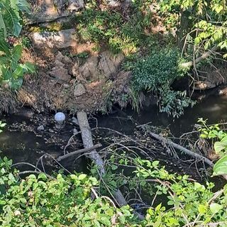 Villastellone: l'intervento sugli alberi non è stato effettuato da Città metropolitana di Torino