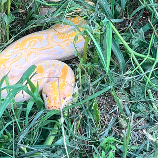 Pitone reale albino recuperato in campo di mais a Vinovo