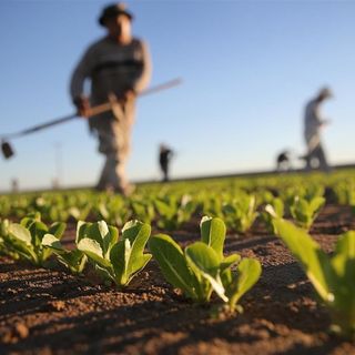 Formazione dei giovani agricoltori, aperte le iscrizioni al corso regionale di 150 ore