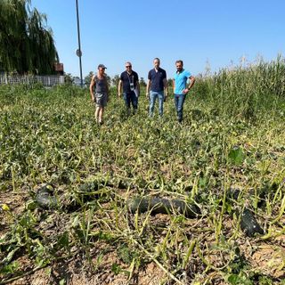 Santena, danni da grandine all'agricoltura: il sopralluogo dei funzionari della Regione