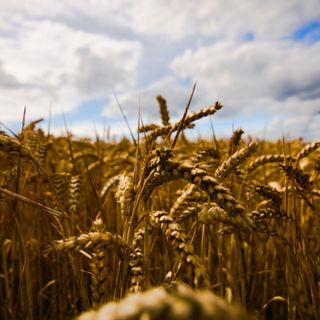 Ucraina, Coldiretti Piemonte: &quot;Con stop accordo aumenta prezzo grano&quot;