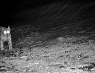 Lince avvistata al Parco del Gran Paradiso: &quot;catturata&quot; di nuovo dall'occhio della fototrappola