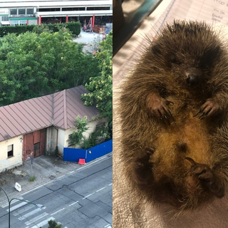 Stop alle ruspe in via Druento: si mettono in salvo ricci e animali selvatici