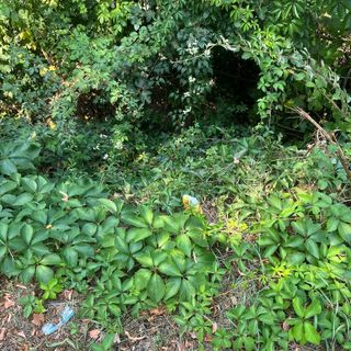 Anziano cade tra i rovi in corso Regio Parco, Iannò: &quot;Vegetazione ha ormai colonizzato i marciapiedi&quot;