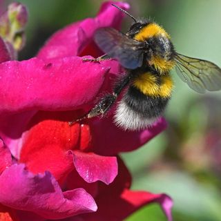 L'Università di Torino guida un progetto internazionale sulla comunicazione tra piante e impollinatori L'Università di Torino guida un progetto internazionale sulla comunicazione tra piante e impollinatori