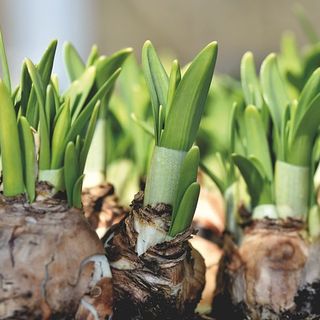 Bulbi da Fiore: Errori Comuni Quando Si Coltivano Fiori dai Bulbi