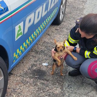 cagnolino salvato dalla Polstrada