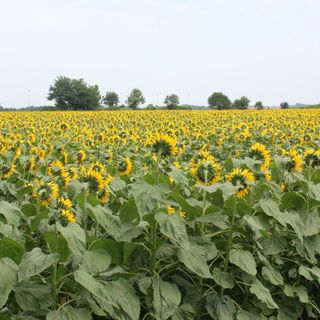 girasoli enormi campo di grugliasco