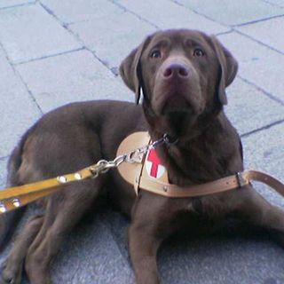 Tassista di Torino rifiuta di far salire un cieco con il cane guida