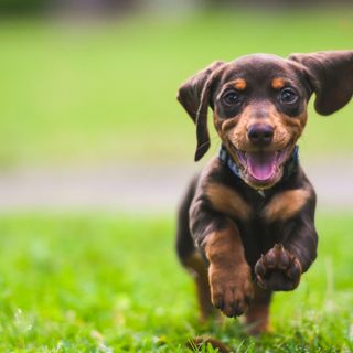 &quot;Conosci il tuo cane&quot;, percorso formativo per proprietari a cura del dipartimento di prevenzione dell'Asl Città di Torino