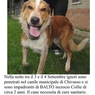 Furto al canile di Chivasso: rubato nella notte il cane Balto. L'appello dell'associazione A.P.A.CHI