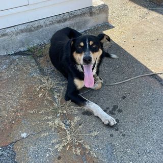 cane abbandonato borgaro