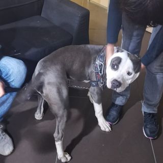 cane alla catena - foto d'archivio